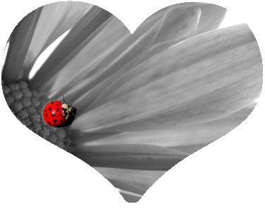 Ladybug Heart